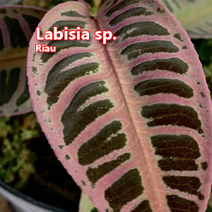 Labisia sp Riau